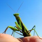 「カマキリ」を英語でどう言う?虫に関する英語表現を学ぶ
