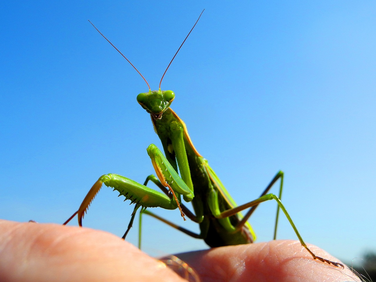 「カマキリ」を英語でどう言う？虫に関する英語表現を学ぶ