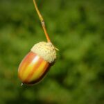 「どんぐり」を英語でどう言う?自然や植物に関する英語:運営者コラム
