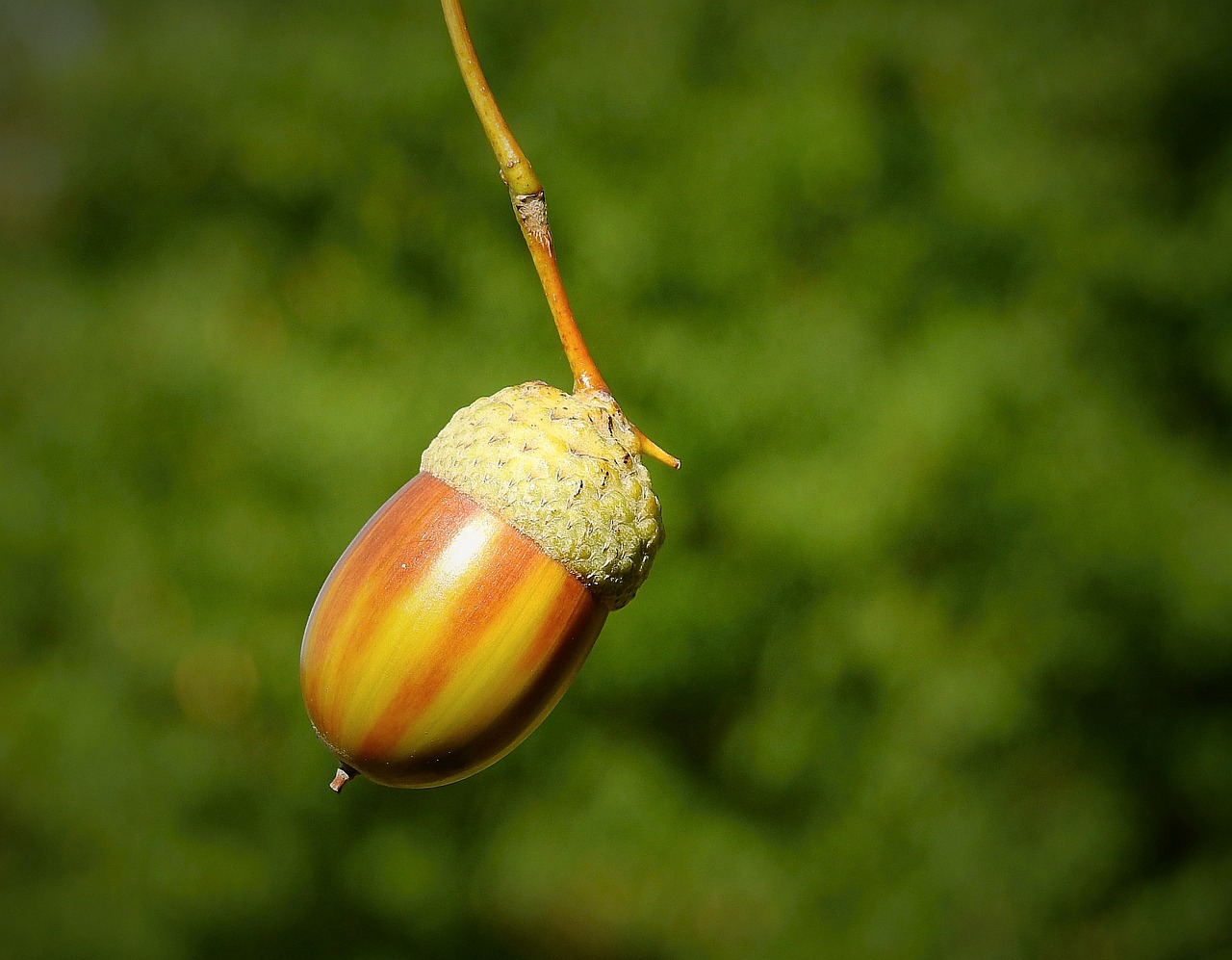 「どんぐり」を英語でどう言う？自然や植物に関する英語：運営者コラム