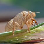 虫の幼虫は英語で何？セミは特別な呼び方をする理由