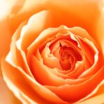 「ミドルネーム」の使い方を知ろう|文化背景とルール解説