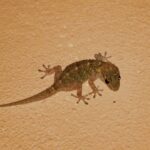 「ヤモリ」を英語でどう言う?動物に関する英語フレーズ