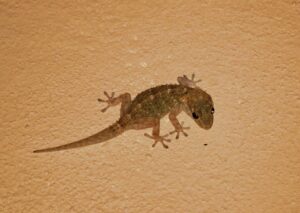 「ヤモリ」を英語でどう言う?動物に関する英語フレーズ