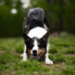 「負け犬の遠吠え」は英語でどう言う?文化背景を交えた説明