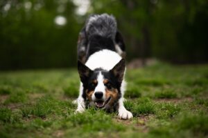 「負け犬の遠吠え」は英語でどう言う?文化背景を交えた説明