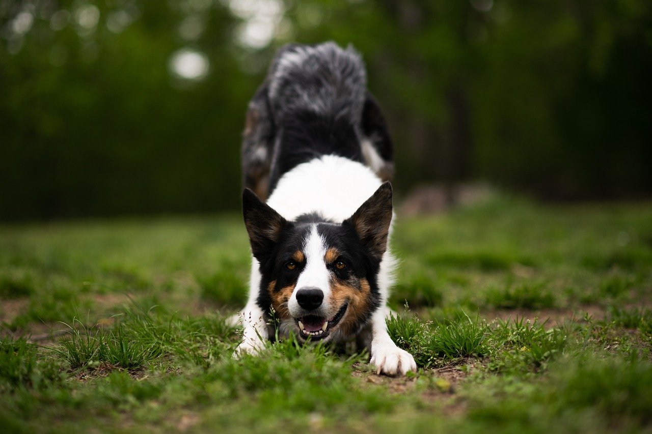 「負け犬の遠吠え」は英語でどう言う？文化背景を交えた説明