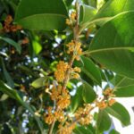 「風物詩」は英語でなんていう：日本の季節感を表す言葉