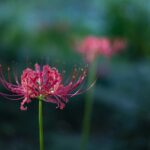 「彼岸花」の文化的な意味を英語で表現する:美しさと死の象徴の花