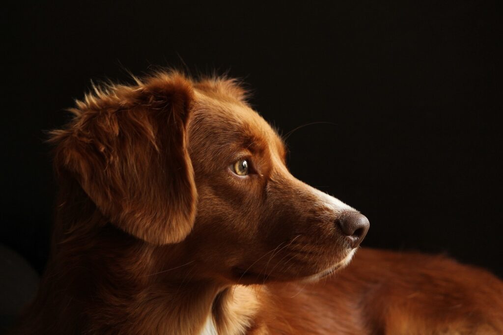 犬の鼻が効くを表した画像です。