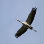 「恩返し」日本人の美学を英語で伝えるためには。