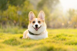 犬だけではない「尻尾をふる」を英語表現すると